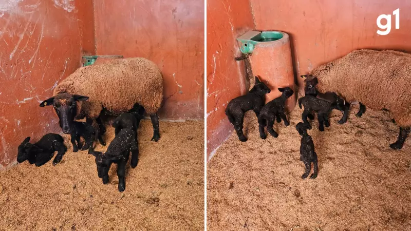Raridade na pecuária: cordeiros quadrigêmeos nascem em fazenda no Litoral Norte do RS