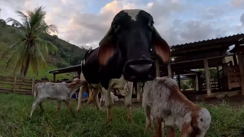 Raridade no ES: Vaca dá à luz trigêmeos em parto surpreendente | Veja o vídeo