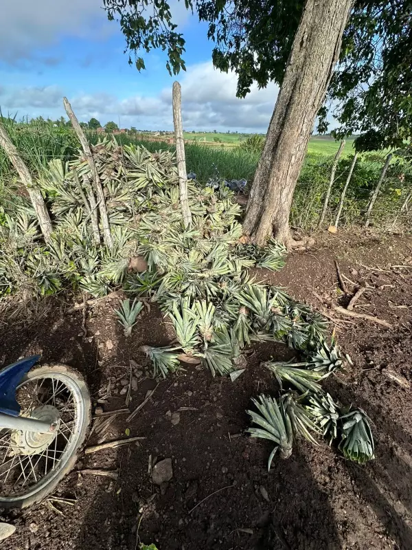 Raro abacaxi da Paraíba: Suspeitos são presos por furto de mudas valiosas