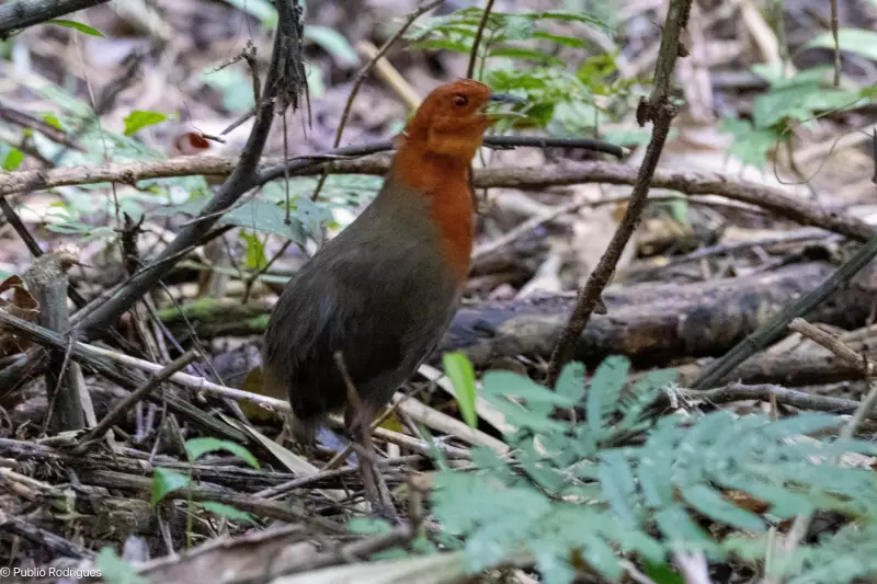 Raro encontro: grupo registra canto da misteriosa 'ave fantasma' da Amazônia — assista ao vídeo