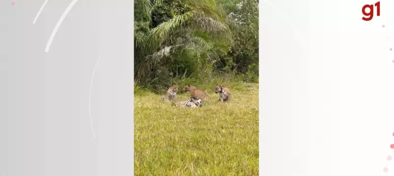 Raro flagrante: onças-pintadas são filmadas em bando no Pantanal — assista ao vídeo