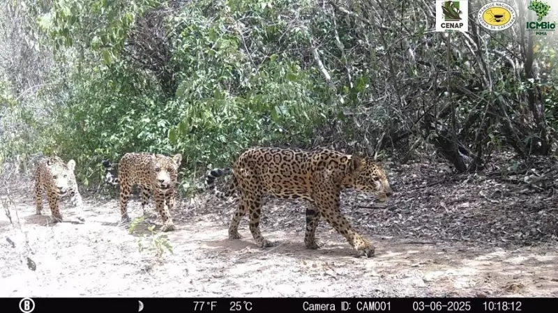 Raro registro: câmera flagra onça-pintada e filhotes no Parque Nacional da Serra da Capivara