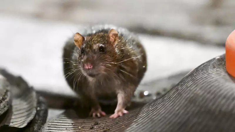 Ratos se adaptam ao aquecimento global: como os roedores estão se beneficiando das mudanças climáticas