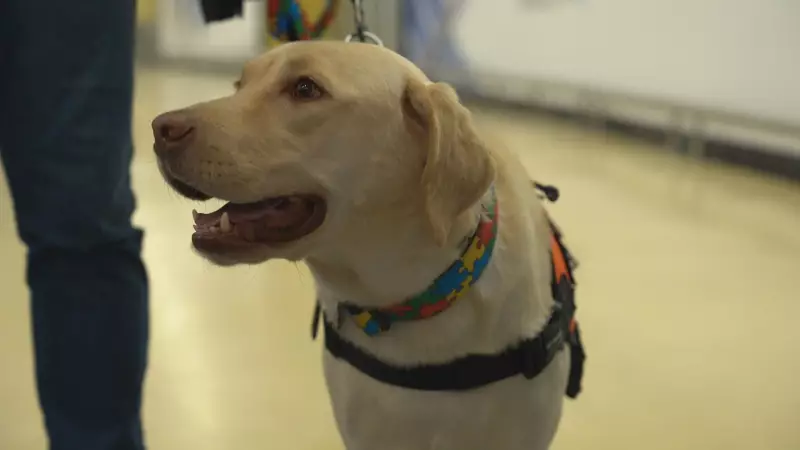 Reencontro emocionante: Menina autista reencontra cão Teddy em Portugal e volta a sorrir