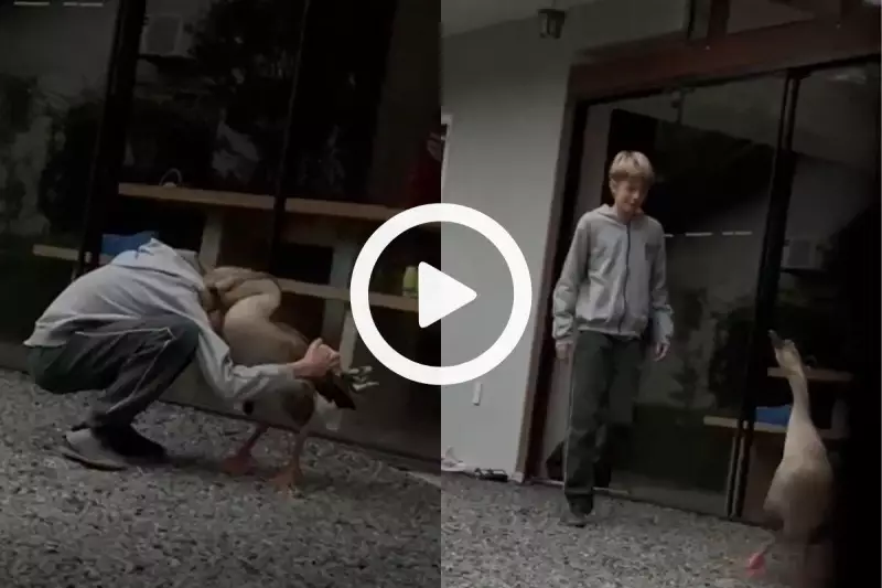 Reencontro emocionante: Menino e ganso de estimação se reencontram em Joinville