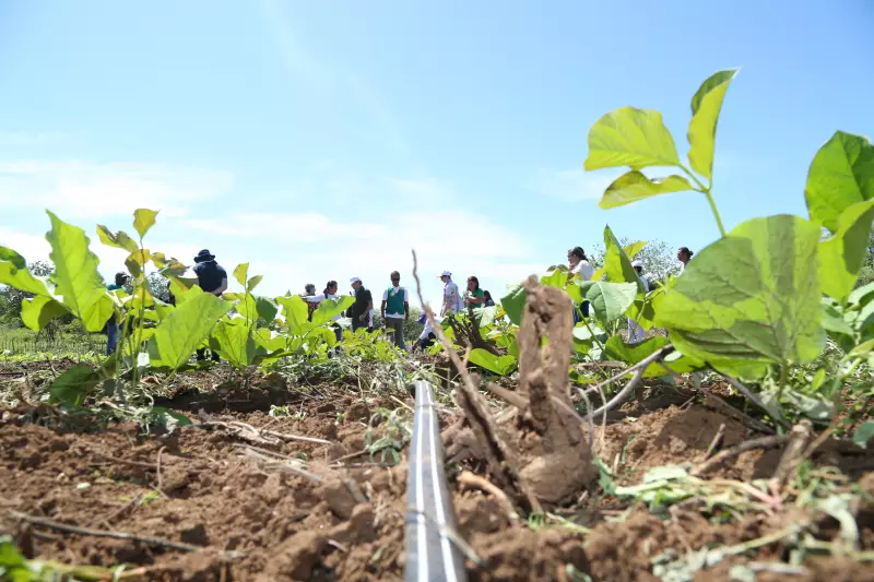 Renda no campo: como o aumento da prosperidade rural pode combater a desertificação no Brasil