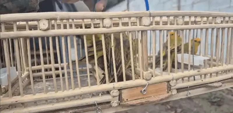 Resgate de 51 aves silvestres em Feira de Santana choca e mobiliza autoridades