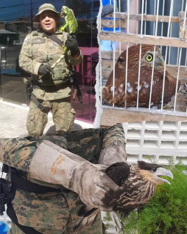 Resgate de animais silvestres no São João: 25 bichos salvos pela Companhia de Proteção Ambiental