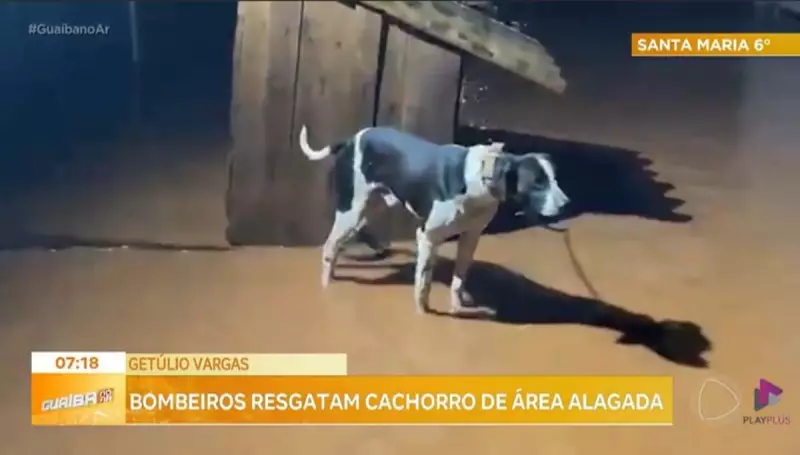 Resgate emocionante: Animais salvos das enchentes em Getúlio Vargas, RS