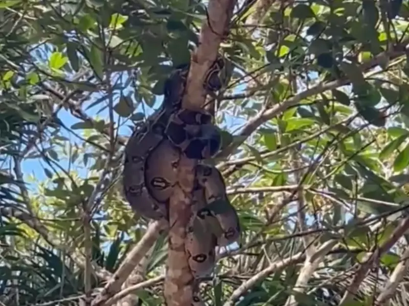 Resgate inusitado: Cinco jiboias encontradas em galho de árvore no Acre