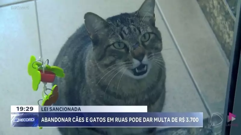 Ribeirão Preto intensifica combate ao abandono de animais com nova lei e multas pesadas