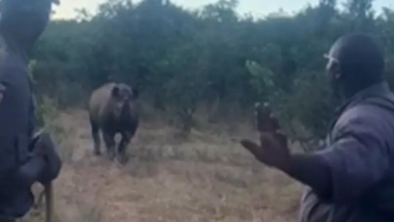Rinocerontes assustam turistas em safári na África do Sul — veja o vídeo impressionante!
