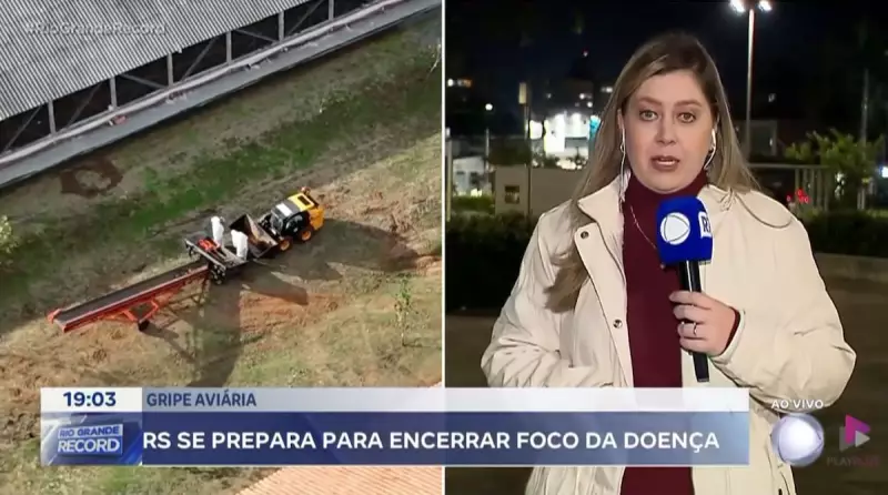 Rio Grande do Sul pode ser declarado livre da gripe aviária ainda nesta semana
