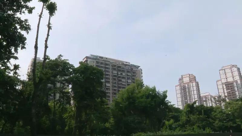 Rio perde 35 árvores por dia em 2024: Prefeitura não revela onde são plantadas as mudas de compensação
