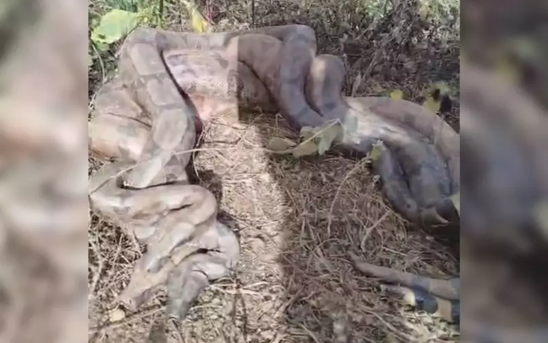 Romeiros se surpreendem ao encontrar três cobras enroscadas às margens de rio em Goiás