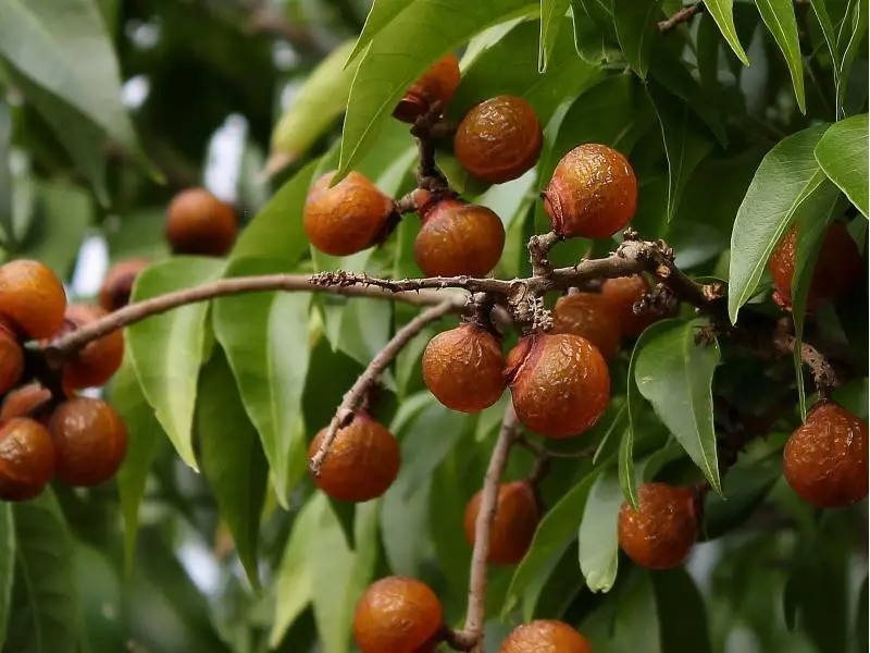 Sabão-de-soldado: a árvore que limpa, cura e regenera a natureza