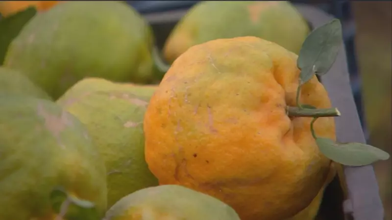 Safra de tangerina: saiba como aproveitar a melhor época da fruta no interior de SP