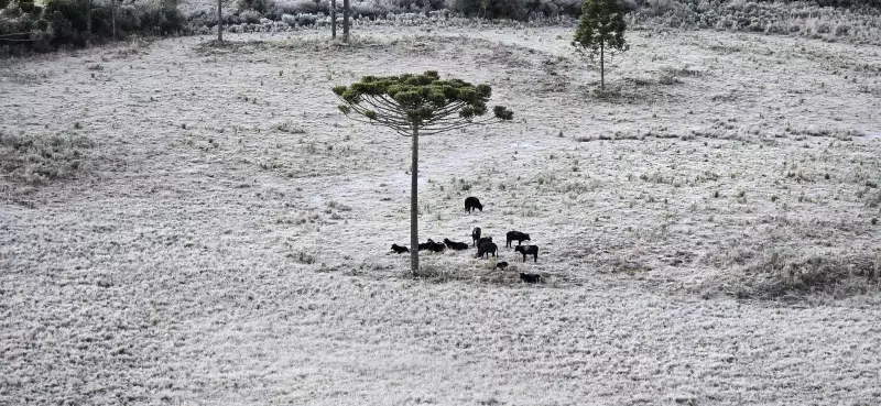 Santa Catarina amanhece congelada: geada surpreende e carros ficam cobertos de gelo