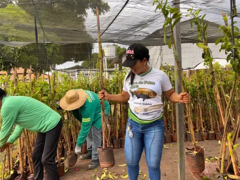 Santarem recebe novas espécies ornamentais para revitalização urbana