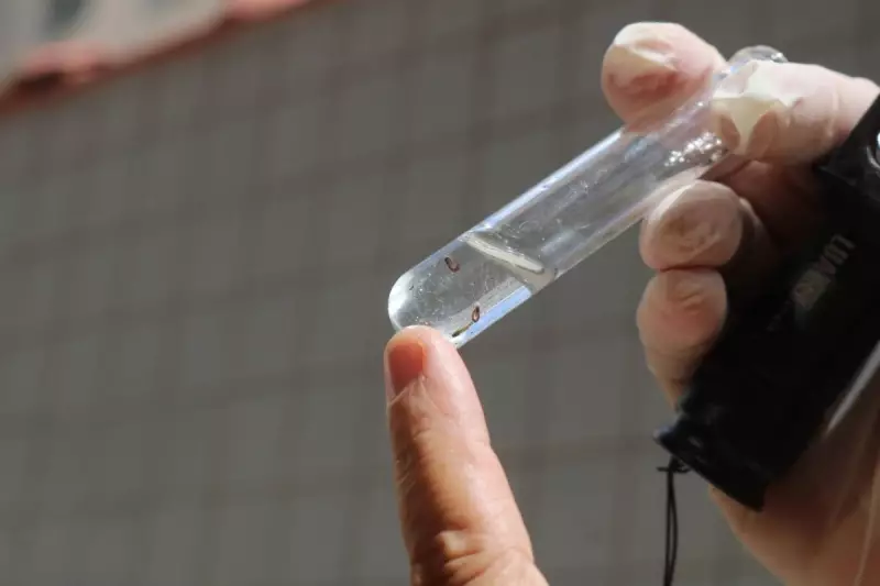 Santos (SP) em estado de alerta contra o Aedes aegypti: entenda os riscos e como se proteger