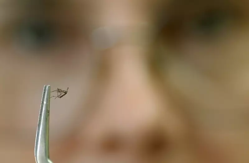São José dos Campos registra terceira morte por dengue em 2025: saiba como se proteger