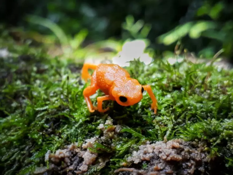 Sapinho em extinção pode se tornar símbolo de Blumenau: conheça a iniciativa