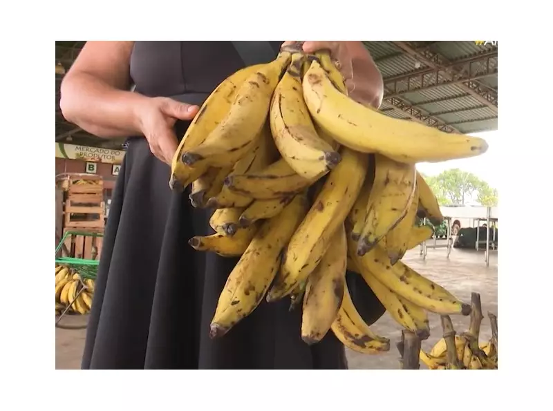 Secas no Acre prejudicam escoamento de bananas e causam prejuízos a produtores rurais