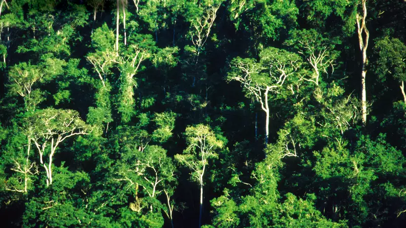 Setor Privado Impulsiona Restauração da Mata Atlântica: Um Respiro para o Meio Ambiente