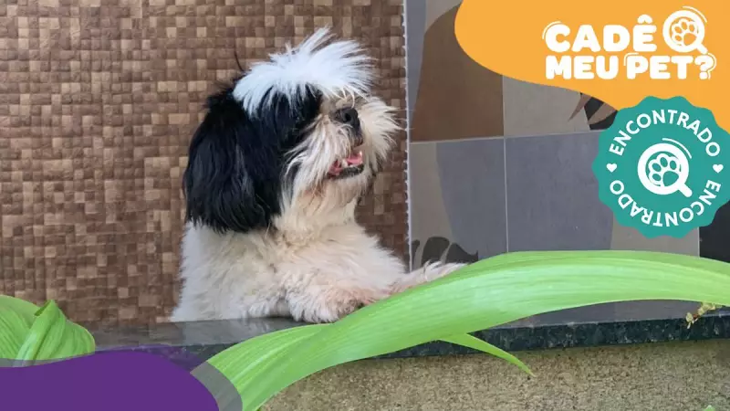 Shih Tzu desaparecido na Serra é encontrado após dias de buscas: história emocionante!