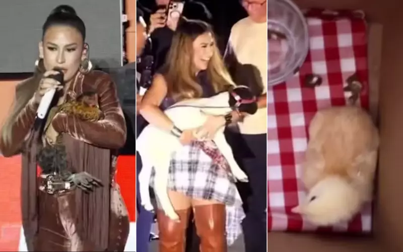 Simone Mendes ganha animais de estimação como presente de fãs apaixonados