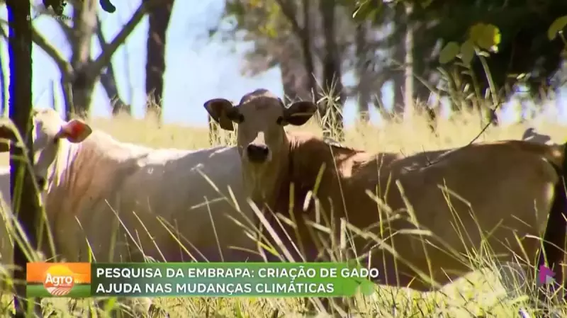 Sistema silvipastoril em São Carlos combate mudanças climáticas e aumenta produtividade