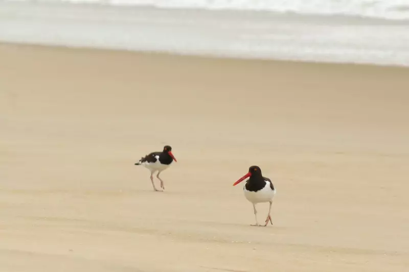 Substâncias tóxicas em aves marinhas mortas no litoral de SP: o que está por trás?