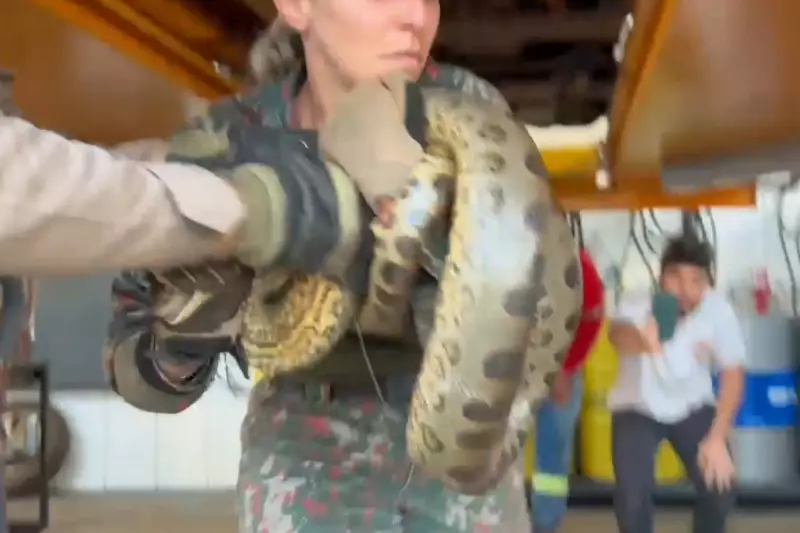 Sucuri gigante invade caminhonete e causa operação de resgate impressionante em MS — veja o vídeo!