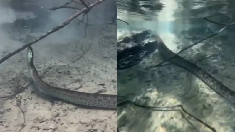 Sucuri gigante surpreende turistas ao atravessar rio em Bonito: guia dá alerta e pede calma