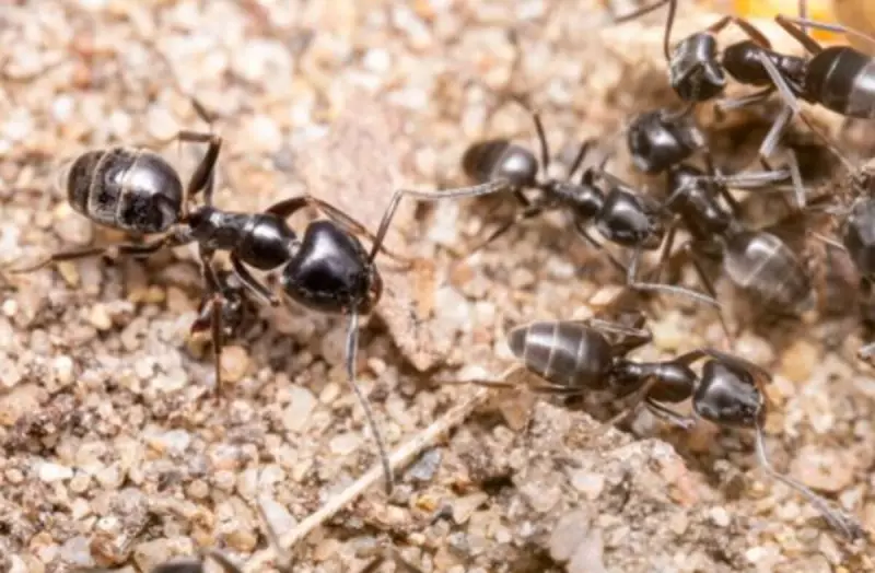 Superformigas invadem Europa e causam apagões: entenda o fenômeno