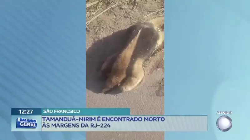 Tamanduá-mirim é encontrado morto às margens da RJ-224: entenda o caso