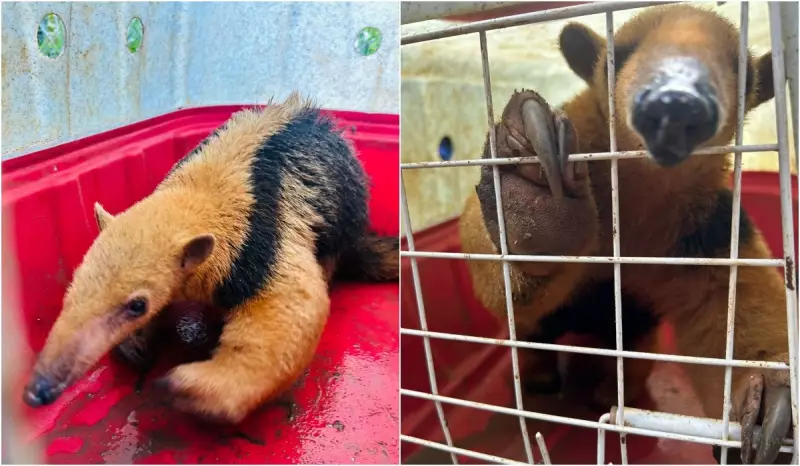 Tamanduá-mirim é resgatado por grupo de proteção animal em empresa de Botucatu — Veja o vídeo!