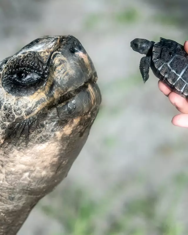 Tartaruga de 135 anos se torna pai pela primeira vez e pode entrar para o Guinness Book