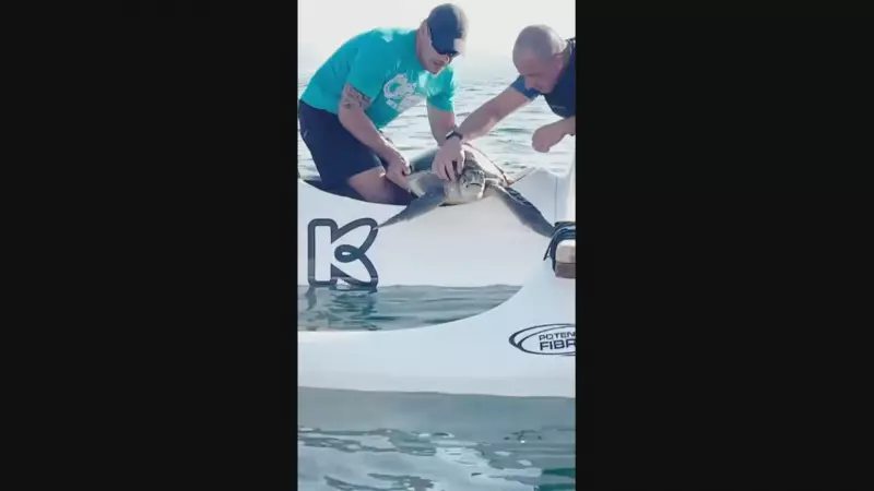 Tartaruga marinha é resgatada de rede de pesca na Baía de Guanabara: veja o salvamento emocionante