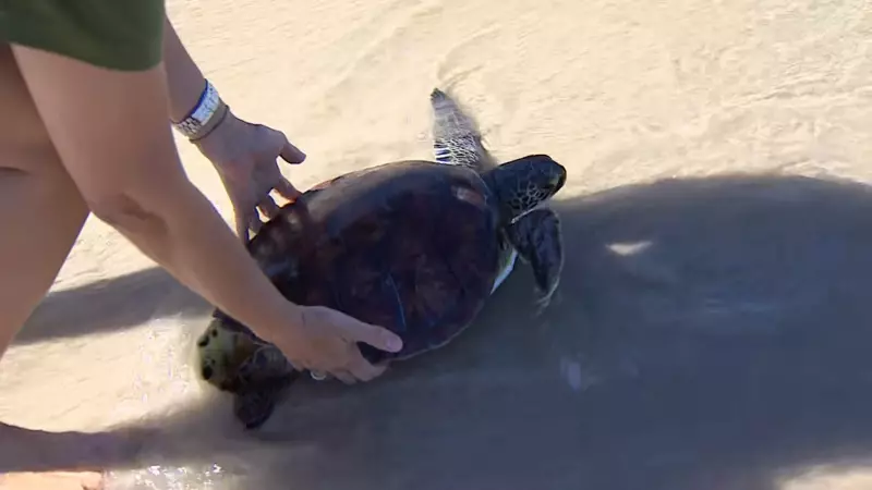 Tartaruga reabilitada após ficar presa em rede de pesca é devolvida ao mar em Ubatuba