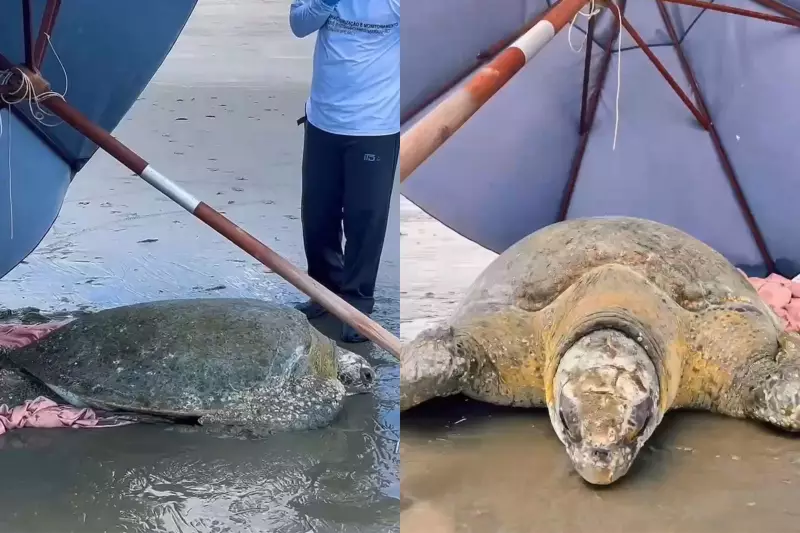Tartaruga verde é resgatada com vida na Praia de Barra Grande, no Piauí