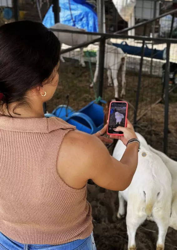 Tecnologia e IA revolucionam a criação de caprinos no agronegócio