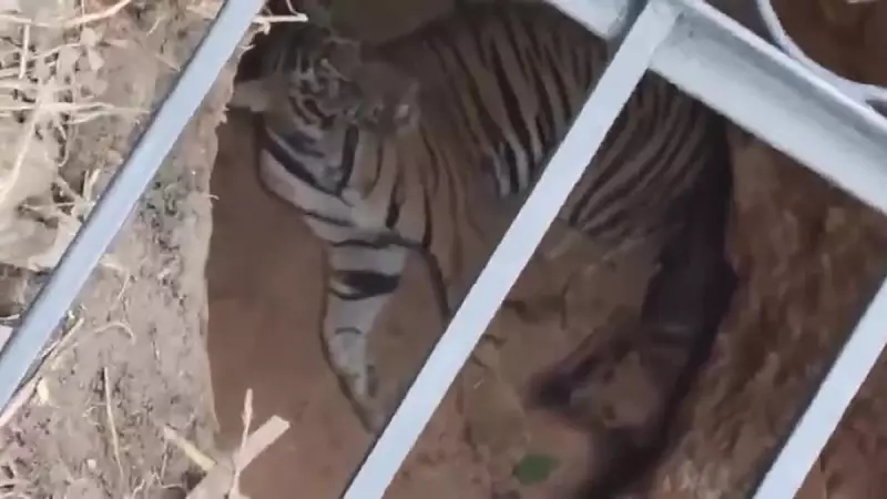 Tigre e cachorro caem em poço e surpreendem ao conviver em harmonia até resgate