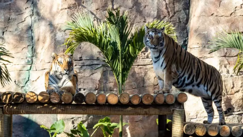 Tigres-de-Bengala chegam ao Zoológico de SP: conheça os novos moradores
