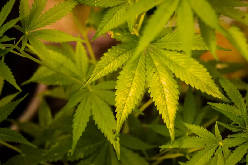 TJ-PB rejeita recurso do MP e mantém diretoria de associação que vende cannabis medicinal