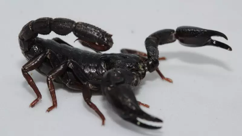 Toxina de escorpião amazônico pode revolucionar tratamento contra câncer de mama