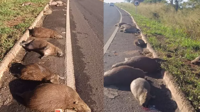 Tragédia em Bataguassu: Onze capivaras são mortas em atropelamento na BR-267