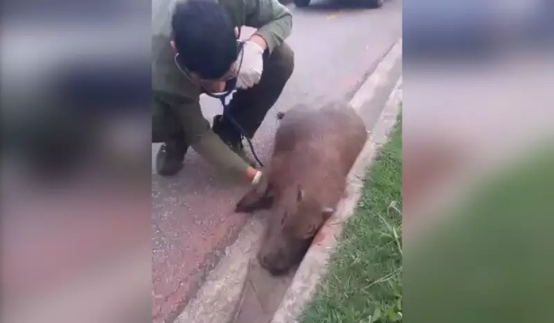 Tragédia em Jundiaí: Capivaras morrem após atropelamento na região
