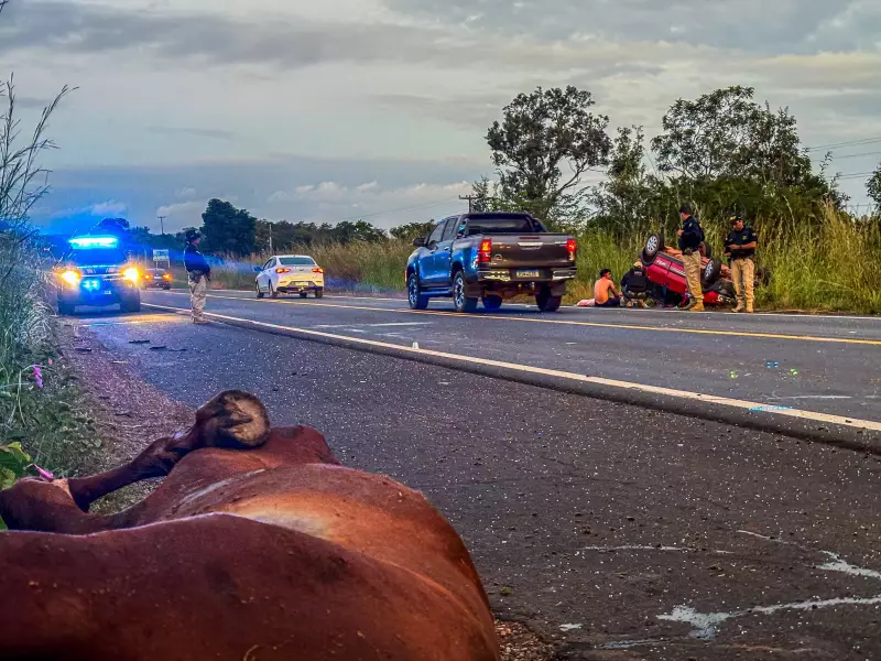 Tragédia na BR-343: Casal fica gravemente ferido e cavalo morre em colisão no Piauí