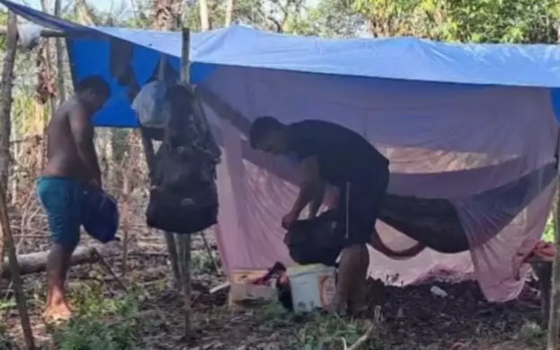 Tragédia no Amazonas: trabalhador morre ao ser atingido por árvore que serrava